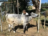 ثور, Ukrainian grey cattle — الصورة 4
