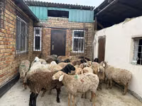 كبش, Rhon sheep — الصورة 3