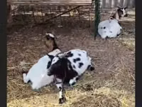 Ziege, Nigerian dwarf goats — Foto 2