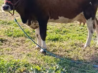 بقرة, Simmental cattle — الصورة 2