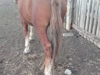 Horse (M), Russian Heavy Draft — photo 3