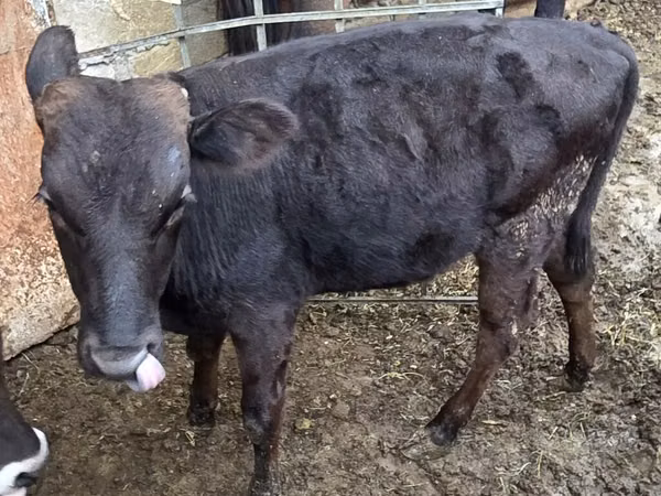 Bull, Aberdeen-Angus