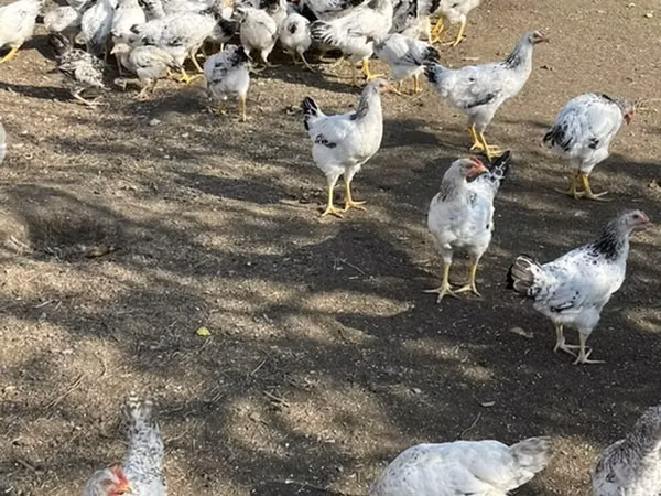 ससेक्स