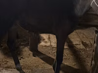 Mare, Horses — photo 3