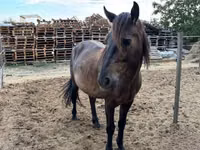 Horse (M), Hucul pony — photo 3