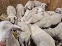 Widder, Merinoland sheep — Foto 2