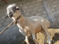 मेढ़ा, भेड़ — फ़ोटो 1
