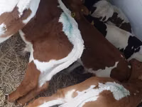 सांड, Simmental cattle — फ़ोटो 3