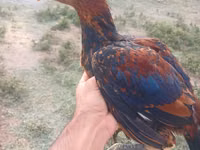 Chickens — फ़ोटो 4
