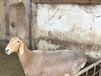 Oveja, Arashan sheep — foto 1