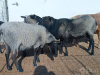 Oveja, Romanov sheep — foto 5
