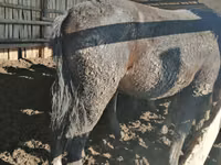 Horse (M), Kustanai horse — photo 3
