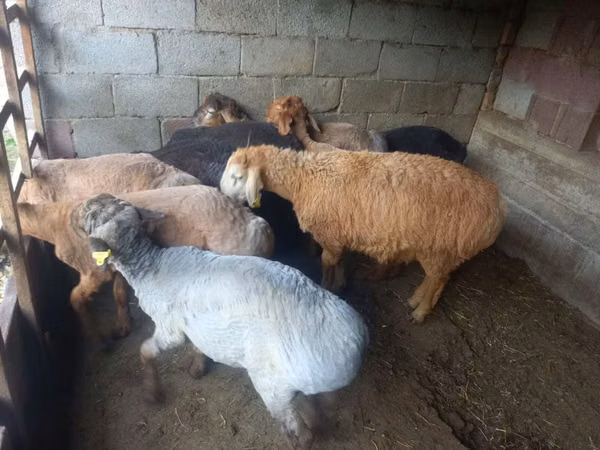 Oveja, Ovejas