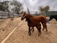 Stute, Kazakh horse — Foto 2