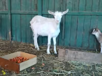 عنزة, Saanen goat — الصورة 6