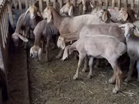 Schaf, Hissar sheep — Foto 2