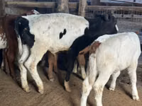 Bulle, Russian Black pied cattle — Foto 2