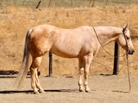 Mare, Quarter Horse — photo 1