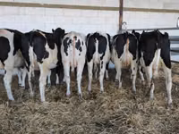 Kuh, Holstein-Rasse — Foto 1