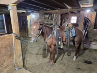 Caballo, Quarter Horse — foto 5