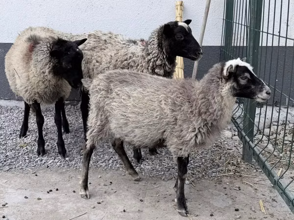 Carnero, Hissar sheep
