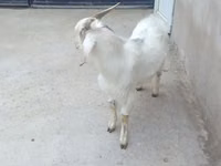 Ram, Sheep — photo 4