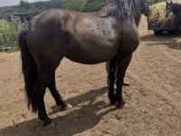 घोड़ी, Međimurje horse — फ़ोटो 4