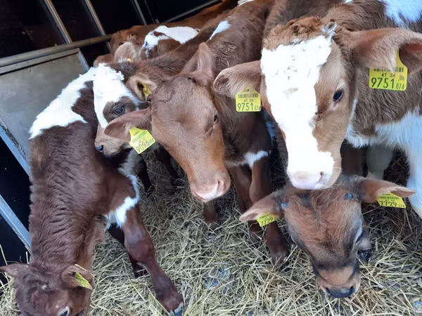 सांड, Simmental cattle