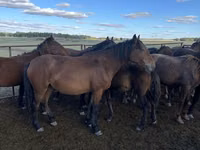 فرس, Kazakh horse — الصورة 2