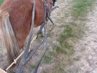 घोड़ा, Shetland Pony — फ़ोटो 4
