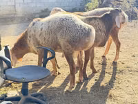 Ram, Edilbay sheep — photo 1