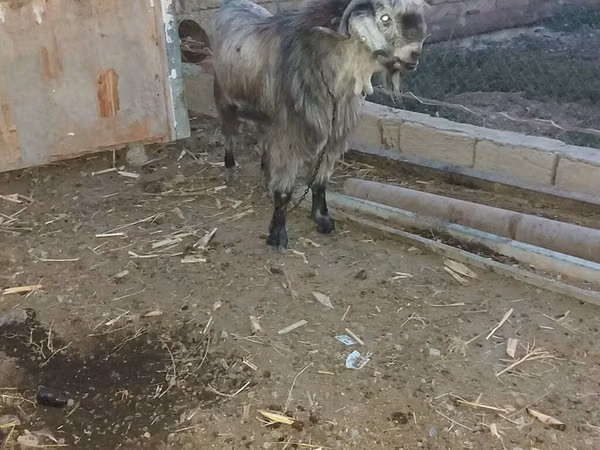 Ziegenbock, Damask goat