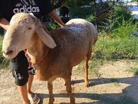 Widder, Agin sheep — Foto 3