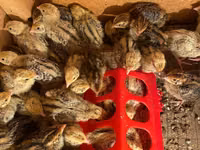 Faraón — foto 3