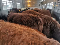 ثور, الماشية — الصورة 1