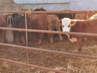Bulle, Simmental cattle — Foto 2