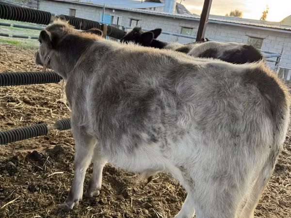 Bovinos (lote, sexo no especificado), Azul Belga