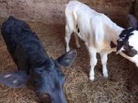 गाय, लिमोज़िन गाय — फ़ोटो 6