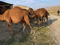 Camel, Camels — photo 2