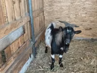 बकरा, Dutch Landrace goats — फ़ोटो 1