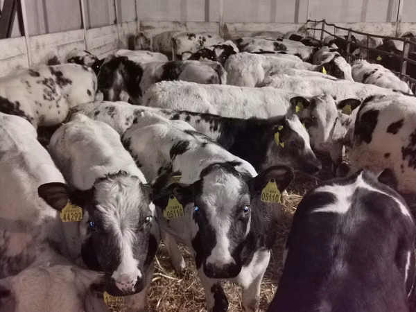 Bovinos (lote, sexo no especificado), Russian Black pied cattle