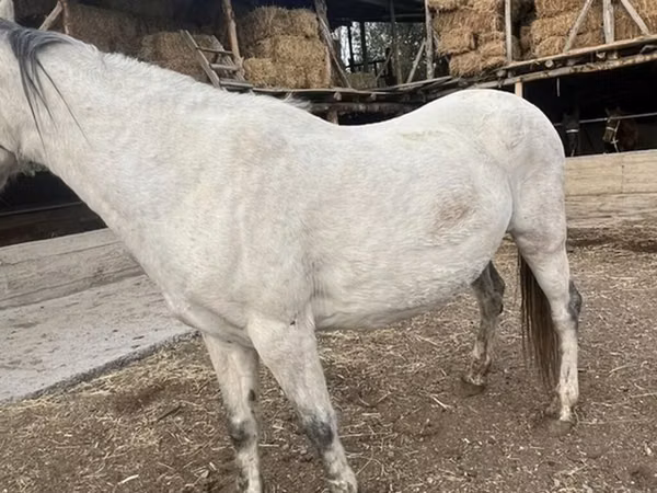 Mare, Tersk horse