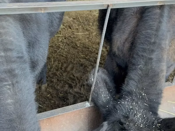 Bulle, Aberdeen-Angus
