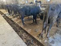 Toro, Karaku — foto 2
