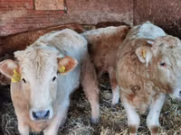 Bull, Limousin cow — photo 3