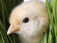 Chickens — Foto 1