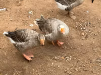 تشاينيز — الصورة 5