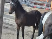 Horse (M), Welsh Cob — photo 2