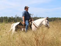 حصان, American paint horse — الصورة 5