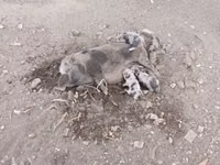 Свиноматка, Свиньи — фото 1